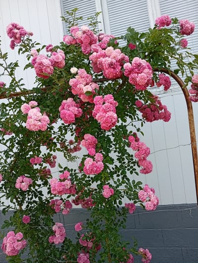 In Podvirne, Ukraine, a rose bush with clusters of delicate pink flowers is growing on an arch, likely in a garden or yard. The bush is covered in green leaves and some of the roses are partially open while others are in full bloom. The arch itself appears to be made of metal and has a rusted appearance. Behind the rose bush, a white wall with horizontal siding is visible, and above that, what appears to be a window with light blue shutters. The lower portion of the background consists of a dark gray brick wall. The overall scene suggests a pleasant outdoor setting, likely during a time of year when roses are in bloom. There are no people or animals present in the image.