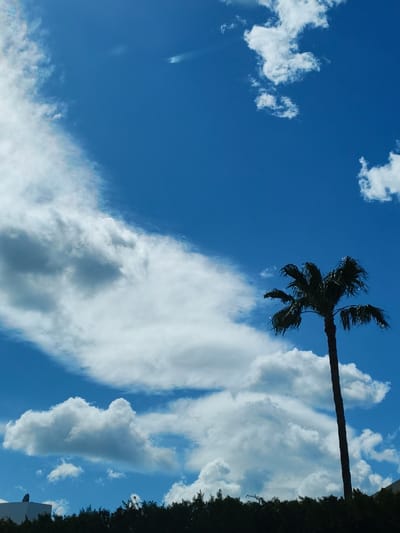 The image displays an outdoor scene in Magaluf, Spain, under a clear blue sky interspersed with numerous white cumulus clouds. A single tall palm tree stands prominently on the right side of the frame, its dark trunk and fronds silhouetted against the bright sky and clouds. A dense, dark line of foliage, consistent with shrubs or trees, stretches across the lower portion of the image, forming a natural barrier. In the lower-left corner, a partial view of a white building or structure is visible behind the foliage, featuring a dark, circular object mounted on its roof. A faint, elongated, iridescent streak, likely an optical atmospheric phenomenon or a distant contrail, is present in the upper-left quadrant of the sky. No individuals, explicit actions, or interactions are discernible within the frame.