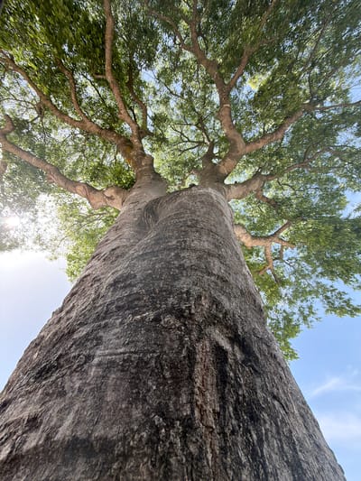 The image provides a low-angle perspective looking upwards along the massive trunk and canopy of a large tree in Olèrdola, Spain. The dominant subject is the immense tree trunk, which runs diagonally from the bottom right to the upper left of the frame. Its bark is deeply textured and appears rough, predominantly in shades of grey and dark brown.
As the eye moves up the trunk, it branches out into numerous thick, gnarled limbs covered in a dense canopy of vibrant green leaves. These branches and foliage fill the upper and left portions of the image, creating a rich pattern against the sky. Sunlight streams through the leaves, especially noticeable towards the bottom left, where a bright lens flare suggests the sun's position.
The background is a bright, clear blue sky with a few faint, wispy clouds, indicating fair weather during the daytime. No specific activity or event is taking place, emphasizing the natural beauty and grandeur of the tree. There is no visible text in the image.