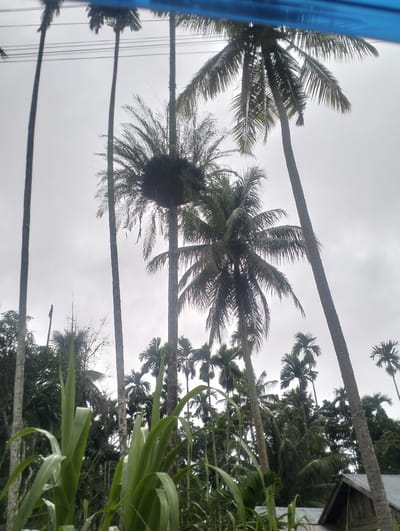 The image captures a dense collection of palm trees against an overcast sky, suggesting a humid, tropical environment. Several tall, slender palm trees dominate the foreground and midground, their fronds reaching upwards. Some of these trees appear to be coconut palms, indicated by their characteristic shape and foliage. In the lower portion of the image, large, green leaves of a plant, possibly sugarcane or bamboo, emerge prominently.
In the background, a cluster of buildings with corrugated metal roofs is partially visible, nestled amongst the foliage. One building, a small wooden structure with a pitched roof, is most distinct. The scene is set in Seumirah, Indonesia, a location known for its lush vegetation and agricultural landscape. The overall atmosphere is one of natural abundance, typical of a rural or semi-rural area in Southeast Asia. There are no people or animals visible in the image, focusing the viewer's attention solely on the botanical and structural elements of the environment. The lighting is diffused, consistent with a cloudy day.