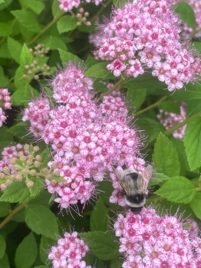 An overhead, close-up shot shows a bumblebee on a cluster of small pink flowers. The bumblebee is positioned in the center of the frame, facing downwards and partially obscured by the flowers. Its body is striped with black and white, and its wings are visible. The flowers are delicate, with five petals each and numerous thin stamens. They grow in clusters, forming dense flower heads. Green leaves are visible in the background, providing a soft, natural backdrop. The image appears to have been taken outdoors, likely in a garden or natural setting. The specific location in the city of Yasnoe, Russia is not discernible from the image itself.