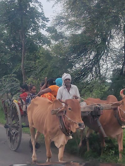 A man wearing a white turban and shirt is driving a bullock cart in Tandulwadi, Pr. Malkapur, India. The cart is pulled by two brown bulls. Several women are riding in the cart behind the man. The cart is laden with goods. The scene takes place on a road lined with trees. The sky is overcast.