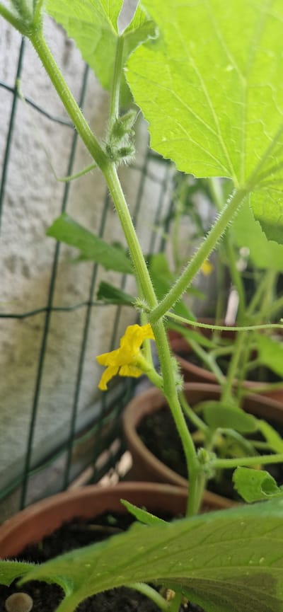 The image is a close-up, eye-level shot of a young cucumber plant growing in a pot, with a single yellow flower in focus. The plant's stem is green and covered in fine hairs, with a delicate tendril curling upwards. A large, bright green leaf dominates the upper right portion of the frame, its veins clearly visible. The background shows the blurred shapes of other pots and a textured, light-colored wall, suggesting an outdoor setting. A green mesh fence is also visible behind the plant. The lighting is bright, highlighting the vibrant green of the leaves and the yellow of the flower. There are no people or animals present. The image does not contain any information about the location in Brusson, Italy.