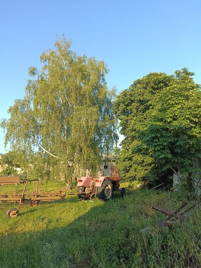 The image depicts an outdoor scene in Zakrzewo-Kopijki, Poland, under a clear blue sky. In the foreground, tall green grass grows abundantly, with some wild flowers visible. To the left, a rusty farm implement with wheels and various mechanical parts is parked on the grass. Further to the right, a red tractor is stationary, with its rear wheels larger than the front ones. Behind the tractor, a large birch tree with slender, white bark and numerous green leaves dominates the central area of the image. To the right of the birch tree, a dense, leafy green tree, possibly a chestnut, stands tall. In the background, a rustic building with a wooden door and a corrugated roof is partially visible behind the birch tree. To the far right, another pile of rusty metal objects is present amongst the overgrown vegetation. The overall impression is one of a rural setting with agricultural machinery and natural foliage.