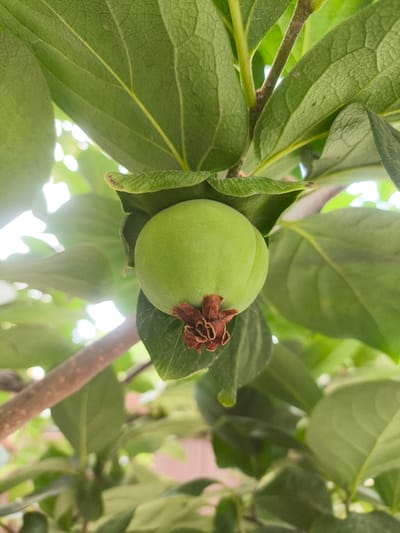 A close-up, vertical shot shows a young, green fruit growing on a tree branch amidst lush green leaves. The fruit is round and smooth, with a small cluster of brown sepals at its base. The leaves surrounding the fruit are broad and textured, with visible veins. The background is a blur of more green foliage and bright white light, suggesting it is daytime and possibly sunny. The image has a shallow depth of field, with the fruit and its immediate surroundings in sharp focus. The photograph appears to have been taken outdoors, likely in a garden or natural setting, with no indication of the specific location within Kyzyl-Kyya, Kyrgyzstan. There are no people, animals, or man-made objects prominently featured in the image.