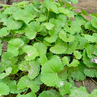 The image shows a patch of green, kidney-shaped leaves with serrated edges, commonly known as Gotu Kola or Centella Asiatica, growing in the ground. The leaves are clustered together, with some appearing slightly dusty or having light-colored spots. The soil beneath the plants is visible and appears to be a mix of dirt and some dried organic matter. The background is slightly out of focus, showing more of the ground and a hint of a wooden structure. The lighting suggests an outdoor setting, possibly during the day. The image was taken in Meunasahblang, Indonesia, and depicts a natural growth of this medicinal herb. There are no people or animals present in the image.