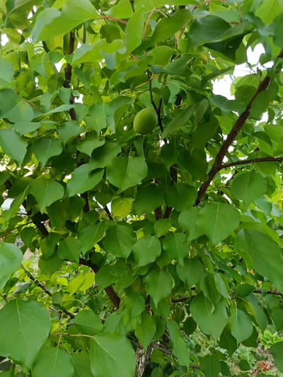 The image displays a close-up view of an apricot tree with lush green leaves and a single unripe apricot. The branches of the tree are visible, with some light filtering through the dense foliage, suggesting it is daytime with fair weather. The background is softly blurred, showing hints of other greenery, possibly indicating an outdoor garden or orchard setting. The focus is on the natural beauty of the tree and its developing fruit. No people, text, or specific events are depicted. The location context provided is Novoselytsia, Ukraine.