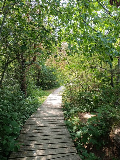 The image depicts a wooden boardwalk winding through a dense forest with lush green foliage. The boardwalk is made of weathered wooden planks and is illuminated by dappled sunlight filtering through the tree canopy. The surrounding vegetation is abundant with various shades of green leaves and undergrowth. The scene appears serene and natural, suggesting a path in a park or nature reserve. The location is identified as being in Pāvilosta, Latvia. There are no people or animals visible in the image.