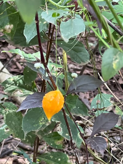 In Logba Adzakoe, Ghana, a close-up image depicts a plant featuring a single, vibrant orange, tear-drop shaped fruit or seed pod. The fruit measures approximately 3-4 cm in length and exhibits a subtly textured, somewhat bumpy surface. It hangs from a slender, dark reddish-brown stem. Multiple small, white, globular flowers on thin stalks are visible amidst the plant's foliage. The leaves are ovate, presenting a mix of light green, darker green, and purplish-brown hues. Some green leaves show minor perforations and irregular edges. The blurred background consists of natural vegetation and brown leaf litter, indicating a dense, natural environment. No human or animal subjects are present in the scene.