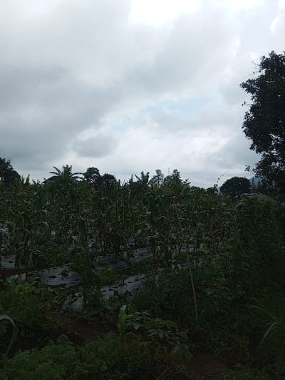 The image depicts an agricultural field in Kondha, India, under an overcast sky. Rows of crops dominate the foreground and midground, featuring mature corn stalks and pole beans supported by wooden stakes. Black plastic mulch covers the ground between some of the planted rows. Various other green leafy plants are visible throughout the field, including some smaller plants in the immediate foreground. The background consists of a dense line of trees, including banana trees and other deciduous or coniferous species, with faint outlines of what appear to be distant structures or hills partially obscured. No individuals or animals are present. The lighting is diffused, consistent with the cloudy conditions.