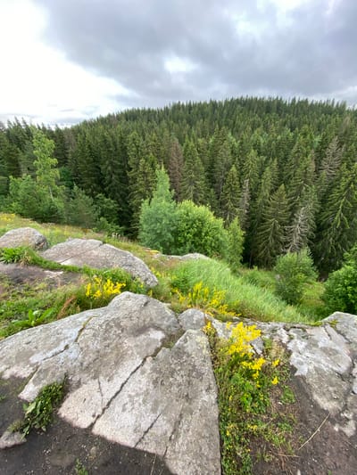 The image depicts a natural scene in Lakhdenkiulya, Russia. The foreground is dominated by large, grey, weathered rocks with visible cracks and patches of lichen. Between and around the rocks, there is lush green grass and small yellow wildflowers blooming. In the middle ground, a dense forest of evergreen trees stretches across the frame, with varying shades of green indicating different species or densities of foliage. Some of the trees show dead branches. The background consists of a vast, overcast sky with diffused light, suggesting a cloudy or overcast day, possibly late afternoon or early evening. The overall setting is mountainous or hilly, with the forest covering the slopes. There are no people or man-made objects visible, emphasizing the wild and natural character of the location. The scene evokes a sense of rugged wilderness and natural beauty.