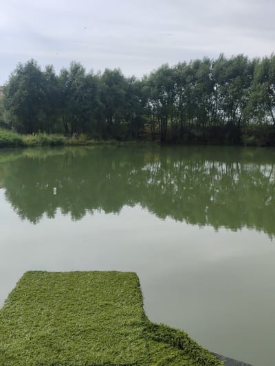 This media file is a photograph taken outdoors, likely in Kazakhstan, as indicated by the location context. The scene depicts a calm body of water, possibly a lake or pond, reflecting a row of lush green trees that line its bank. The sky above is overcast, suggesting a cloudy or hazy day, and a few birds are visible in the sky.

In the foreground, a section of artificial turf is laid out, extending towards the water. This turf appears to be a small platform or area set up for an activity, such as fishing or a viewing spot. The water itself is a muted green color, with a noticeable reflection of the trees and sky. A small white object, possibly a plastic bottle, floats in the water near the center of the frame, creating a subtle disturbance in the reflection.

The overall mood of the image is peaceful and serene, with the still water and the natural greenery dominating the composition. There is no visible text in the image. The time of day is not explicitly indicated, but the overcast sky suggests it is daytime.