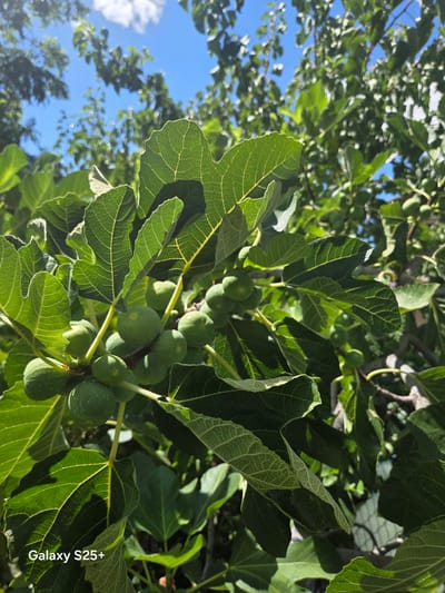 This is a close-up, eye-level, outdoor shot of a fig tree branch laden with young, green figs and large, lobed green leaves, basking in bright sunlight. The background is a blur of more foliage and a clear blue sky with hints of white clouds. The image is a photograph taken from the city of Antelope, United States. The texture of the leaves is intricate, showing prominent veins, and some leaves are partially in shadow. The figs are round and clustered together on the branches, some appearing larger than others. The lower left corner of the image shows a watermark that reads "Galaxy S25+". The overall scene depicts a vibrant and healthy fig tree in a natural outdoor setting.