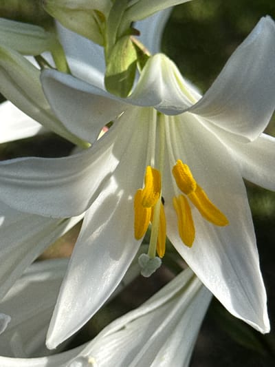A close-up, vertical, full-frame shot captures a white lily in bloom. The flower's white petals unfurl, revealing bright yellow stamens tipped with pollen. The stamens are arranged in a cluster within the center of the bloom, some gracefully arching outwards. The background is a dark, blurred green, suggesting foliage and out-of-focus elements of a garden setting. The lighting appears to be natural, highlighting the delicate texture and form of the lily. The image is devoid of any human presence or man-made structures. There is no information available to indicate the location within the city of Veselina, Bulgaria.