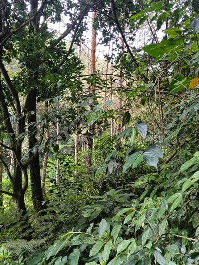 This image displays a dense, verdant forest located in Desa Mburukulu, Indonesia. The foreground is heavily populated with a variety of broad-leafed plants and ferns, exhibiting numerous shades of green and intricate leaf structures, some with visible damage or imperfections. Behind this dense undergrowth, multiple tree trunks of varying diameters rise vertically, some with dark bark, while others in the midground and background appear lighter, indicative of different tree species, including several tall, slender, conifer-like trees. The upper portions of the image show a dense canopy of foliage and branches. Natural, diffused light illuminates the scene from above, filtering through the dense tree cover. No human subjects, animals, or man-made objects are visible within the frame. There are no discernible actions or interactions occurring.