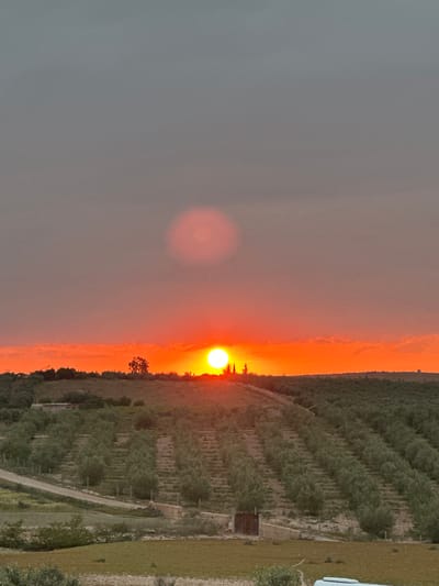 The image, when viewed in its correct horizontal orientation, captures a vibrant sunset over a rural agricultural landscape in Sidi Badhaj, Morocco. The sky dominates the upper portion of the scene, displaying a dramatic gradient from intense orange and red hues directly above the horizon to a softer, muted grey-blue higher up, suggesting either atmospheric haze or the transition to night. A brilliant, yellow-white sun is a prominent feature, positioned low on the horizon and casting a strong, warm glow. A larger, fainter reddish circular glow is also visible in the upper sky, likely a lens flare.
Below the colorful sky, the landscape consists of extensive cultivated land. This area is characterized by numerous small to medium-sized trees, arranged in neat rows, strongly suggesting an olive grove or orchard. The ground between the trees appears dry and sandy, typical of arid or semi-arid regions. A narrow dirt path or unpaved road winds through the agricultural fields, extending into the distance. A small, rustic shed or hut, dark in color, is nestled among the trees on the right side of the frame, adding to the rural character. Further to the right, a patch of greener vegetation, possibly a different crop or grassy field, is visible, with a small white object, possibly a part of a vehicle or structure, at its edge.
No people are visible in the scene, and no specific activities are taking place; it is a serene landscape capture. The time of day is clearly sunset, highlighted by the sun's position and the intense sky colors. The dry terrain, olive groves, and rustic structures provide strong location cues consistent with a rural Moroccan setting. No visible text is present in the image.
