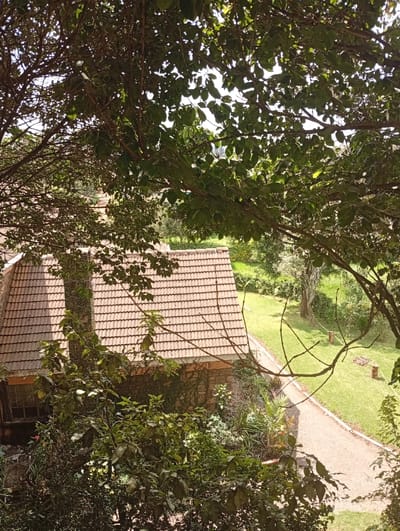 An eye-level view looks down upon a single-story building with a tiled roof, partially obscured by lush trees. A pathway leads away from the building into a verdant lawn dotted with trees. The scene is bathed in natural light, with the leaves overhead creating a dappled effect. The building's walls appear to be covered in climbing plants, blending it into the natural environment.