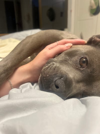 The image depicts an indoor scene in Corrimal, Australia. A human hand, with fair skin, manicured nails featuring a light base with white dot accents, a thin silver ring on the ring finger, and a silver chain bracelet on the wrist, is gently placed on the forehead of a grey-furred dog. The dog, a possible Staffordshire Bull Terrier or similar short-haired breed, lies on white bedding with its head resting towards the viewer. Its brown eye is open, and its wet, dark nose is prominent. A portion of the dog's grey foreleg is also visible. In the immediate background, a cream-colored, textured fabric item is present. The further background is out of focus, showing indistinct dark interior elements and a light green and white object positioned on the upper right.