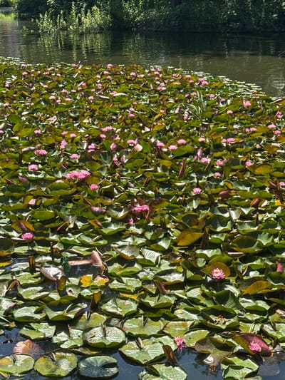 This is a high-angle, full-frame photograph of a dense cluster of water lilies on a body of water. The water lilies are primarily characterized by their large, round, green leaves, with some displaying reddish-brown hues. Interspersed among the leaves are numerous small, delicate pink water lily blossoms. The sunlight illuminates the scene, creating highlights on the wet leaves and casting shadows, suggesting a bright, sunny day.
The left side of the image shows a dark, reflective surface of the water, with the faint impression of trees and foliage on its surface, indicating the lilies are located near the bank of a river or pond surrounded by vegetation. The overall impression is one of abundance and natural beauty. No people, objects, or visible text are present in the image. The context provided places this scene in Oława, Poland.