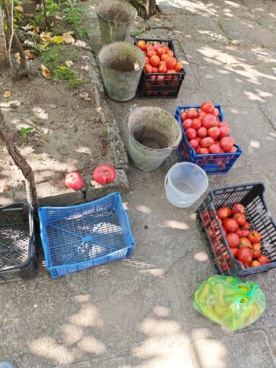 An outdoor scene in Byal Izvor, Bulgaria, shows a harvest of red tomatoes and some green peppers. The tomatoes are arranged in several black and blue plastic crates, with some also in metal buckets. One black crate on the right is filled with tomatoes, and another to its left, also black, contains a smaller quantity. A blue crate is positioned centrally, brimming with tomatoes. To the left, two more black crates are visible, one empty and the other with a few tomatoes. Two separate, ripe tomatoes lie on the ground near some debris and a partially visible vine. A transparent plastic bucket sits beside the blue tomato crate. A bright green plastic bag, filled with what appear to be green peppers, rests on the concrete pathway in the foreground. The ground is a mixture of soil and concrete, with scattered dry leaves and vegetation. The scene suggests a recent harvest or preparation for transport.