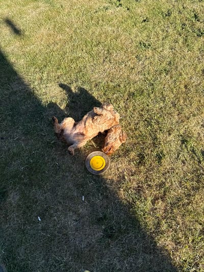 A brown and white dog lies on its back on a grassy field in Crail, Scotland. The dog is facing the camera, its legs are splayed out, and its head is tilted to the right. A yellow and black frisbee lies next to the dog. There is a long shadow cast across the grassy field, indicating that the sun is positioned to the left of the image. The location is the town of Crail in Fife, Scotland, UK, with coordinates latitude: 56.259, longitude: -2.625.