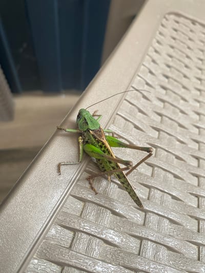 A close-up, high-angle shot shows a green grasshopper on a textured, beige plastic surface. The grasshopper is positioned diagonally across the frame, with its head facing left and its body extending towards the right. Its green exoskeleton is visible, along with brown markings on its wings and legs. The plastic surface appears to be a piece of outdoor furniture, with a woven or basket-like texture. In the background, a dark blue vertical element is visible, possibly a wall or door. The scene is well-lit, suggesting it was taken outdoors during the day. There are no people or animals other than the grasshopper visible in the image. The location is not identifiable as Izberbash, Russia, or any other specific city.