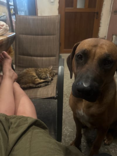 In an indoor setting in Miriantsi, Bulgaria, a brown dog is positioned in the foreground, looking directly at the camera. Behind the dog, to the left, a tabby cat is sleeping curled up on a brown outdoor chair. The lower half of a person's legs, wearing green shorts, is visible in the bottom left of the frame. The background includes a wooden door and a wall with exposed brick.