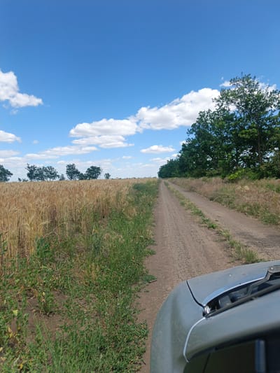 The image depicts a dirt road in a rural area, likely on the outskirts of Koshary, Ukraine. The road is flanked by a field of ripe wheat, its golden stalks stretching towards a clear blue sky dotted with white clouds. A line of trees borders the right side of the road, their lush green foliage contrasting with the dry, muted tones of the surrounding vegetation. The perspective is from the interior of a vehicle, with the hood and windshield wiper visible in the foreground, suggesting the image was taken while driving. The overall scene evokes a sense of tranquil, pastoral landscape.