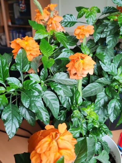 The image shows a close-up view of a flowering plant with vibrant orange flowers and lush green leaves. The plant is in a white pot, which is partially visible at the bottom right of the frame. In the blurred background, a bookshelf filled with books and some other objects can be seen. The overall lighting suggests an indoor environment. The specific location within the city of Pioner, Russia cannot be determined from the image.