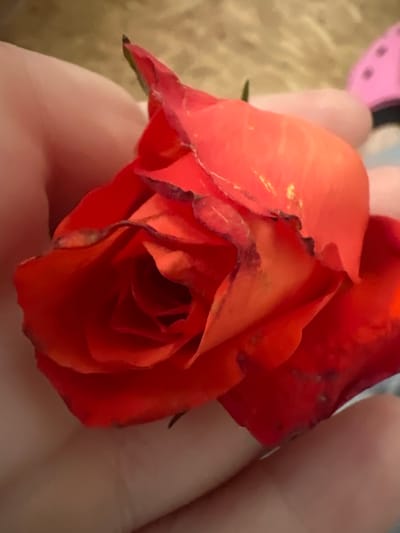 A close-up shot shows a single, vibrant red rose held in a person's hand. The rose is partially open, revealing its layered petals. The background is softly blurred, with hints of a patterned fabric and a pink object with black dots, possibly a ladybug-themed item. The lighting suggests an indoor setting. The scene is devoid of any specific Augsburg landmarks or identifiable city features.