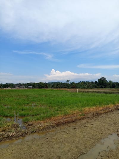 The image captures a rural landscape in Alueiemirah, Indonesia, characterized by a vast, lush green rice paddy under a bright blue sky with scattered white clouds. The foreground shows freshly tilled earth with puddles of water, indicating recent agricultural activity. Beyond this, the vibrant green rice stalks stretch across the field, with some areas showing standing water. In the middle ground, a line of dense green trees forms a natural boundary, with a few scattered buildings visible amongst them, including what appears to be a partially constructed house. A small, simple wooden structure stands near the trees. Further into the distance, rolling hills covered in foliage rise, culminating in a larger expanse of tropical forest. A few white birds are visible in the rice paddies, standing in shallow water. The overall scene depicts a tranquil, agrarian environment in Indonesia.