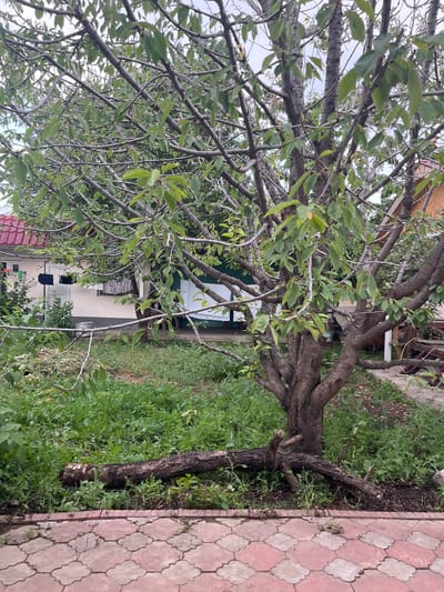 A courtyard scene in Leñgir, Kazakhstan, is captured with a focus on a large tree dominating the foreground. The tree has a thick, gnarled trunk and branches laden with green leaves, some of which are slightly curled. The camera angle is from below, looking up through the branches, creating a dappled effect with the sky visible through the foliage.
To the right of the tree, a paved pathway is visible, made of pinkish-red interlocking pavers with a floral pattern. Beyond the tree and pathway, a small building with a white facade and a red roof can be seen. Clothes are hanging on a line outside the building, suggesting a domestic setting. The ground around the tree is covered in lush green grass and weeds, indicating an outdoor, possibly rural or suburban, environment.
The lighting suggests it is daytime, with overcast or diffused light, as there are no harsh shadows. The overall impression is one of a tranquil, slightly overgrown garden space. There is no visible text in the image.
