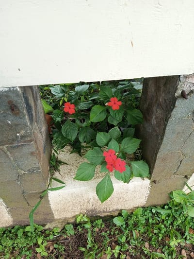 Red impatiens flowers and green foliage grow within a small stone enclosure. The plants are nestled between two stone pillars and a concrete base, partially obscured by an overhanging white ledge. Outside the structure, a mix of small weeds and grasses surrounds the base, creating a wild contrast to the cultivated plants inside.