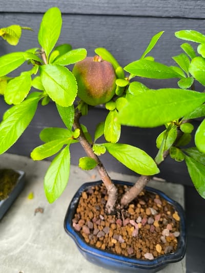 A close-up, eye-level shot shows a bonsai tree with bright green leaves and a single reddish-brown fruit. The tree is planted in a dark blue ceramic pot filled with brown soil and small, multicolored pebbles. The background consists of a dark, textured wall. The scene is set outdoors on a concrete surface, with a blurred view of another potted plant to the left. The overall lighting suggests daylight. The location is in Mažučiai, Lithuania.