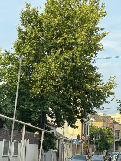 A large tree with green leaves dominates the foreground, obscuring much of the background. The tree is lush and full, its branches reaching upwards and outwards. Behind the tree, a street scene is visible, with buildings lining both sides. The buildings appear to be in an urban setting, with a mix of architectural styles. Some of the buildings have balconies and windows, and there are signs of human habitation. Cars are parked along the street, and there are power lines overhead. A blue and white pedestrian crossing sign is visible on the right side of the image. The lighting suggests it is daytime, possibly late afternoon or early evening, with soft sunlight filtering through the trees and illuminating the buildings. The overall impression is of a quiet, residential street in a city, with nature intruding on the urban landscape. There is no obvious activity taking place in the image, giving it a sense of stillness.