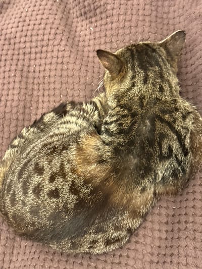 The image shows a close-up view of a tabby cat curled up on a textured, brown surface, likely a blanket or rug. The cat's fur has a pattern of dark brown and black stripes against a lighter brown and tan background. The cat is facing away from the viewer, with its head tucked in, obscuring its face. The surface it rests on has a woven texture. There is no visible text in the image. The lighting suggests an indoor setting. The overall mood is one of relaxation and comfort.