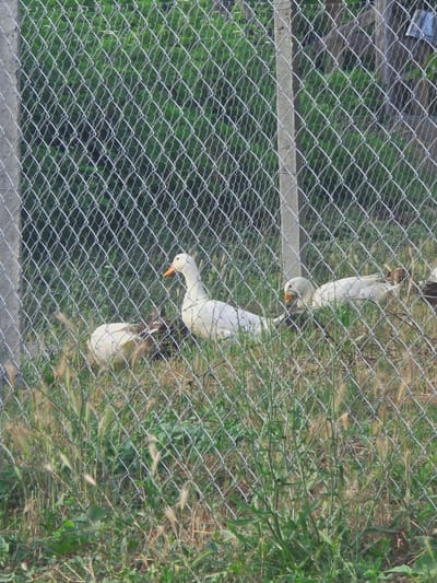 The image depicts a chain-link fence with a concrete post on the left, separating the viewer from a grassy area populated by several white ducks. In the background, dense green foliage is visible, suggesting an outdoor, possibly rural or semi-rural setting within or near Dyulino, Bulgaria. One duck in the foreground faces right, with its beak slightly open and orange in color. Another white duck is visible behind it, facing left, with its rear end towards the viewer. A third duck, partially obscured by the fence and grass, is also present, and appears to be white. The grass in the foreground is a mix of green blades and dried stalks.