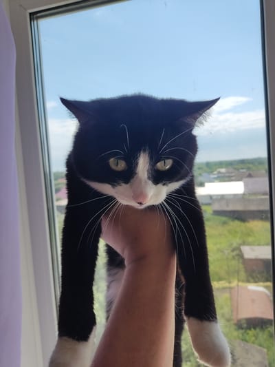 A black and white cat is held vertically by a person's hand in front of a window. The cat's body hangs down, with its front paws extended. The cat has green eyes, a white chest and muzzle, and white socks on its paws. Outside the window, a suburban landscape with houses and trees is visible under a blue sky with scattered clouds. The image appears to have been taken in Sosnovskoye, Russia.