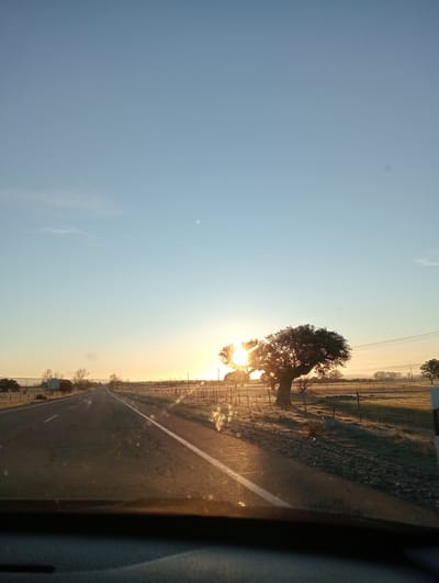 The image captures a rural road scene in the city of Muñana, Spain, viewed from inside a vehicle. The perspective is centered on a two-lane asphalt road extending into the distance under a clear sky. The sun is positioned low on the horizon, partially obscured by a large, dark-foliaged tree on the right side of the road, creating significant lens flare and backlighting. The sky transitions from light blue overhead to a golden-orange hue near the horizon. A faint crescent moon is visible in the upper right quadrant of the sky, with thin contrails present in the upper left.

To the right of the road, a wire fence separates the asphalt from a field of low vegetation, which appears to be covered in frost or dew. The large tree, possibly an evergreen, dominates the right midground, silhouetted against the sun. Utility poles with overhead wires run parallel to the road further to the right. In the far distance, a chain of hills or mountains is visible, partially obscured by atmospheric haze. To the left of the road, another wire fence runs parallel, with scattered bare-branched trees and some partially visible blue rectangular road signs behind it. The road surface shows signs of wear, including cracks. The lower portion of the image displays the top edge of a vehicle's dashboard, indicating the viewpoint is from a moving or stationary car. No individuals are present in the scene.