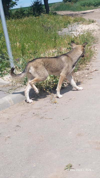 A tan and brown medium-sized dog with a curled tail walks on a paved surface next to a curb, with tall green grass and vegetation behind it. The scene appears to be outdoors, possibly in a rural or semi-rural area, under a clear sky. A metal pole is visible on the left side of the image. The ground is a mix of dirt and gravel. The dog is facing to the right of the frame, with its tongue slightly out. The timestamp "15 юни 2026 г. 11:26 ч." (June 15, 2026, 11:26 AM) is visible in the bottom right corner of the image, indicating the date and time the photograph was taken. The location identified is Kamenar, Bulgaria.