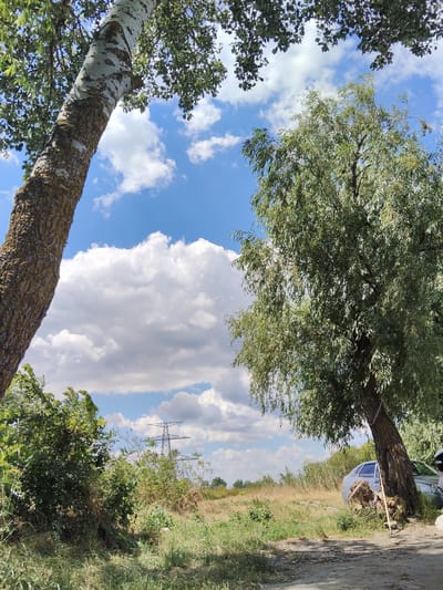 The image depicts a natural scene with two prominent trees in the foreground, one on the left with a textured, light-colored bark and a canopy of green leaves, and another on the right, a willow tree with drooping branches. Between the trees, the landscape transitions to dry grass and shrubs, leading to a power line pylon in the distance under a bright blue sky dotted with fluffy white clouds. A silver car is parked near the base of the willow tree, partially obscured by its trunk and dry vegetation. The ground in the foreground is a dirt path with scattered dry leaves and grass. The scene appears to be outdoors, possibly in a rural or semi-rural area.