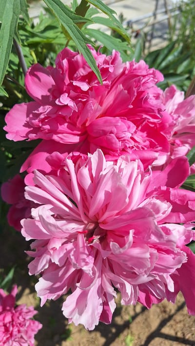 A close-up, vertical, medium shot captures two vibrant pink peony blooms with ruffled petals. The upper bloom is a deeper, more saturated pink, while the lower bloom is a lighter, softer pink with delicate white edges on some petals. Lush green foliage frames the flowers, and a hint of brown soil is visible in the background, suggesting an outdoor setting, likely a garden. The image composition emphasizes the texture and color of the peonies, with the sunlight casting soft shadows across the petals. No people or specific city landmarks are visible, making it impossible to ascertain the location in Nogliki, Russia based solely on the visual information.