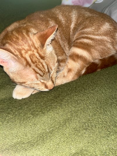 An orange tabby cat is curled up on a textured, moss green surface. The cat is resting on its side, with its head tucked in towards its body and its paws close to its face.
There is no evidence to suggest the location is Mitchells Plain, South Africa, or any urban location.