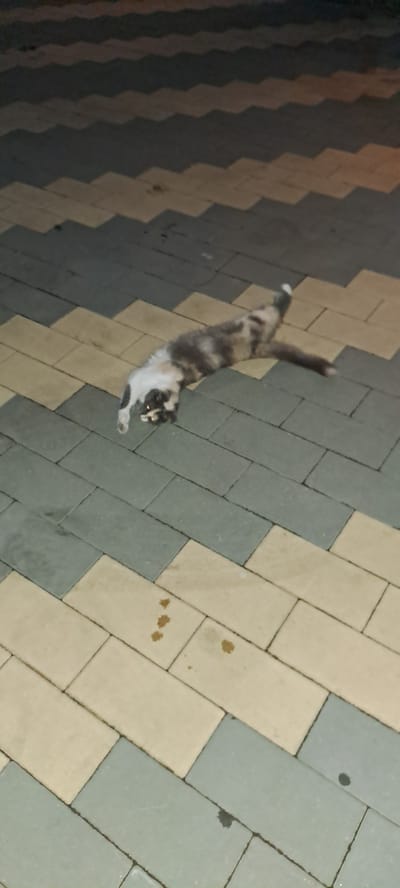 A calico cat is captured in motion on a patterned paved surface. The cat is a tortoiseshell with patches of black, brown, and white fur, and appears to be stretching or walking. Its body is elongated, with its tail raised high. The cat's face is visible, with yellow eyes and dark markings around them.
The paving consists of rectangular stones laid in a zig-zag pattern, alternating between light beige and a grayish-blue color. The surface shows some signs of wear and tear, with a few dark spots that could be dirt or water stains. The lighting suggests it might be late evening or early morning, as the illumination is somewhat dim and casts faint shadows.
The overall scene is an outdoor setting, likely a pathway or courtyard, given the paving material. There are no visible people or text in the image. The focus is solely on the cat and its immediate surroundings.