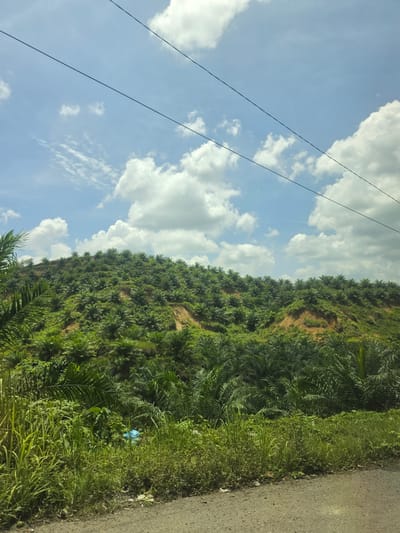 The image depicts a roadside scene in Seumadam, Indonesia. A hillside covered in dense, tropical vegetation dominates the view, including palm trees. A grey asphalt road runs along the right edge of the frame. Overgrown grass and foliage line the road. A single, light-blue plastic bag is visible amidst the roadside vegetation. Overhead, a bright blue sky is partially obscured by scattered white clouds. Power lines stretch across the upper-left portion of the image. The angle of the photograph indicates it was taken from a low vantage point, possibly from a vehicle.