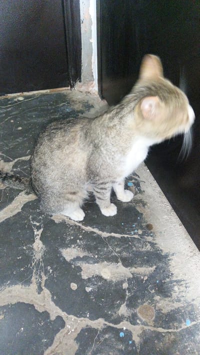 A tabby cat is the sole subject in this media file, captured in a medium shot. The cat is light brown and grey with white markings on its chest and paws. It is sitting on a dark, speckled floor with a marbled pattern. The floor is dirty, with small blue paint splatters and what appear to be dried water stains or dirt. The cat's head is blurred due to motion, suggesting it may have been turning or moving quickly when the photo was taken. Its ears are perked, and its whiskers are visible.
In the background, there is a dark door, possibly a metal door, with some wear and tear along the bottom edge where it meets the floor. To the left of the door, there is a rough, plastered wall in a light grey color, also showing signs of age and damage. The overall setting appears to be an indoor, possibly utilitarian or neglected space. There are no discernible indications of time of day or weather. The focus is entirely on the cat and its immediate surroundings.