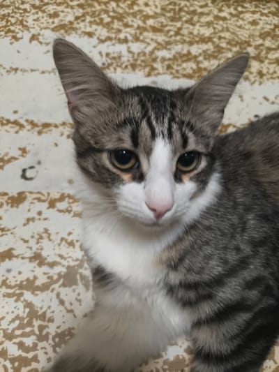 The media file is a close-up, high-angle, indoor shot of a tabby cat. The cat is facing the camera with its ears perked up and its eyes looking slightly to the left. It has grey and black tabby markings on its head, back, and tail, with a white chest and muzzle. Its nose is pink, and its eyes are a yellowish-green. The background is a patterned surface with irregular shapes in shades of cream and tan, appearing to be some type of flooring or wall covering. The lighting is somewhat dim, suggesting an indoor environment, possibly at night or in a room with limited natural light. There is no visible text in the image. The cat appears alert and curious. The location context provided is Stupino, Russia, but there are no specific visual cues in the image to confirm this location.