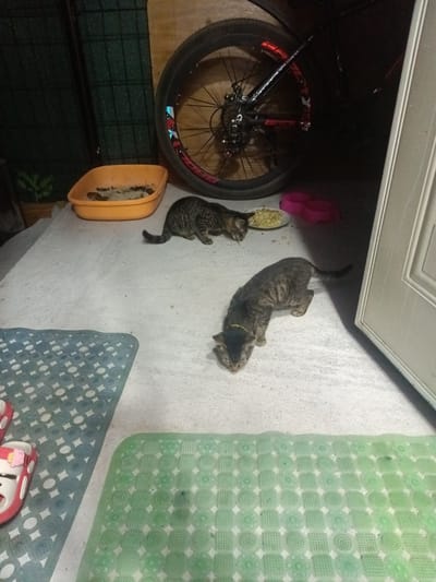 Two tabby cats are present on a concrete floor in an outdoor or semi-outdoor setting, possibly a courtyard or patio. One cat is to the left, near an orange litter box containing what appears to be used litter. This cat is looking down and to the right. The second cat is further to the right and lower in the frame, also looking down at the ground. In the background, a bicycle wheel is visible, and a white door is on the right side of the image. There are also two pink cat bowls and a plate of food with kernels on the ground between the cats. A green and a blue textured mat are on the floor in the foreground. The scene is dimly lit, suggesting it is evening or night. There is no information in the image to indicate the location is in Yukariyuz, Uzbekistan.