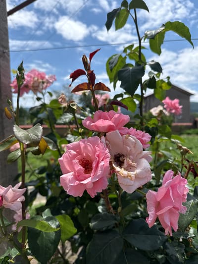 An outdoor, eye-level photograph captures a vibrant rose bush in a garden setting in Zimnitsa, Bulgaria, under a bright, partly cloudy sky. In the central foreground, several pink roses are prominent; one is fully open, revealing a reddish-brown stamen cluster, while another to its right is visibly withered, with browning petals and a dried, dark center. To the far right, a newly unfurling pink rose is visible. Dark green rose leaves, some displaying a slight sheen, surround the blooms. A vertical, dark-toned post or pillar is partially visible along the left edge of the frame. In the midground, additional pink roses, some in full bloom and others in decline, are present but rendered with shallower focus. Rose stems and foliage, including new growth with reddish-brown leaves, are visible throughout. The upper portion of the image shows a blue sky with scattered white cumulus clouds. A faint, dark, horizontal linear element, likely a wire, is visible across the upper mid-section. In the middle-right distance, a two-story building, presumably a house with a light-colored facade and a darker roof, is partially visible through the foliage. Green grass is evident in the background, indicating a lawn or garden area. The scene is illuminated by direct sunlight, creating subtle shadows. No human figures or animals are present.