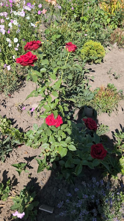 The image shows a close-up view of a garden with several red roses in bloom. The roses are a deep red color and have many petals. They are growing on bushes with green leaves. In the background, there are other flowers and plants, including some with pink and white petals, and some lavender. The ground is covered in soil and mulch. The image appears to have been taken on a sunny day, as evidenced by the shadows cast by the plants. The scene is peaceful and natural. The location is identified as the city of Bulatselivka, Ukraine.